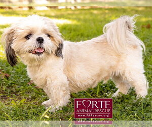 Magic - Male Shih Tzu Dog for Adoption - Photo #4