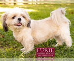 Small Photo #4 Shih Tzu Puppy For Sale in Marina del Rey, CA, USA