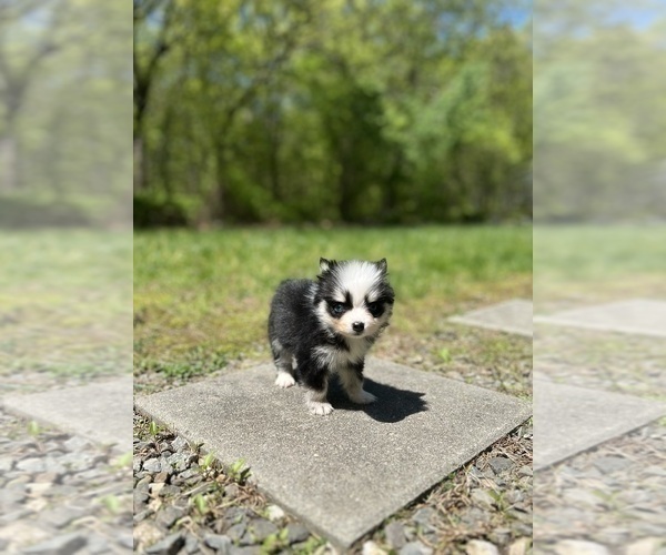 Medium Photo #6 Pomsky Puppy For Sale in DRACUT, MA, USA