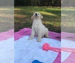 Small Photo #29 Labradoodle Puppy For Sale in ROBERTA, GA, USA