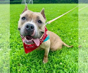 Venus - Female American Staffordshire Terrier Dog for Adoption - Photo #4