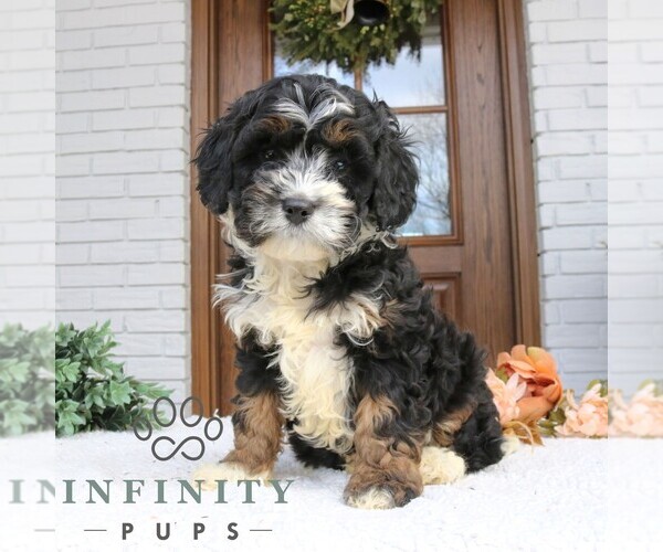 Medium Photo #3 Cavapoo (Miniature) Puppy For Sale in NARVON, PA, USA