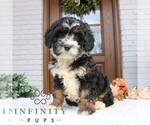 Small #2 Cavapoo (Miniature)