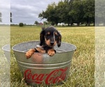Small #1 Dachshund