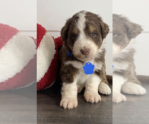 Aussiedoodle Puppy for sale in TRENTON, GA, USA