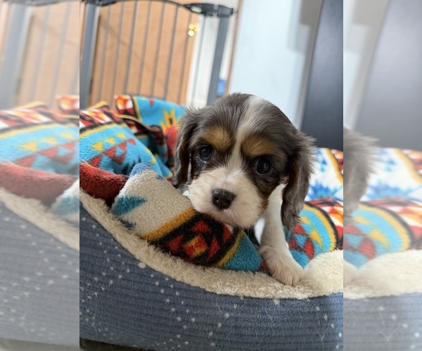 Medium Photo #2 Cavalier King Charles Spaniel Puppy For Sale in DEWITT, MI, USA
