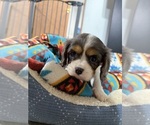 Small Photo #23 Cavalier King Charles Spaniel Puppy For Sale in DEWITT, MI, USA