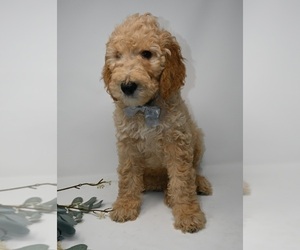 English Cream Golden Retriever-Poodle (Standard) Mix Puppy for sale in BAKERSFIELD, CA, USA