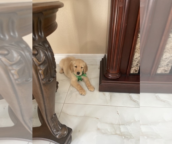 Medium Photo #3 Golden Retriever Puppy For Sale in TAMPA, FL, USA