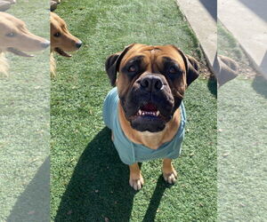 Bullmastiff Dogs for adoption in MIDWAY, UT, USA