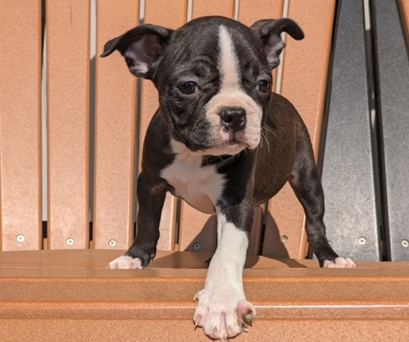 Medium Photo #5 Boston Terrier Puppy For Sale in GOSHEN, IN, USA