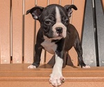 Small #4 Boston Terrier
