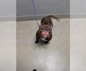 Mutt Dogs for adoption in Las Vegas, NV, USA