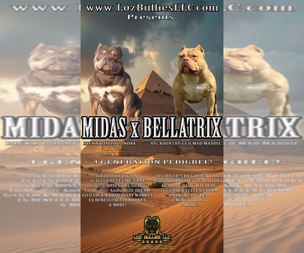 Medium Photo #4 American Bully Puppy For Sale in GREELEY, CO, USA