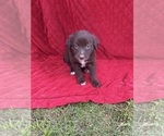 Puppy Miley Borador