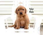 Small Photo #4 Labrador Retriever Puppy For Sale in DAYTON, VA, USA