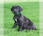 Small #2 Great Dane