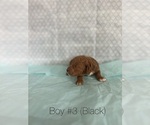 Puppy Boy 3 Goldendoodle