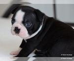 Small Photo #30 Boston Terrier Puppy For Sale in WINNSBORO, TX, USA
