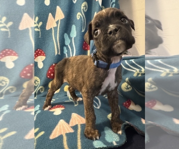 Medium Photo #12 Boxer Puppy For Sale in LANSING, MI, USA