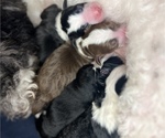 Small Photo #16 Sheepadoodle Puppy For Sale in HUNTINGTON BEACH, CA, USA