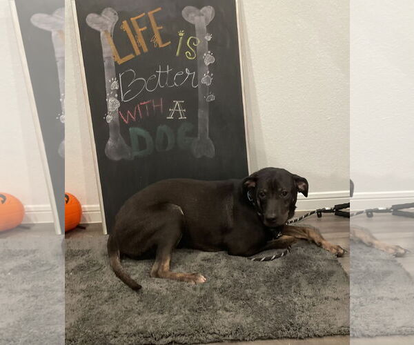 Medium Photo #13 Mutt Puppy For Sale in The Woodlands, TX, USA