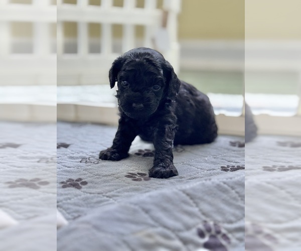 Medium Photo #39 Cavapoo-Poodle (Toy) Mix Puppy For Sale in PENSACOLA, FL, USA