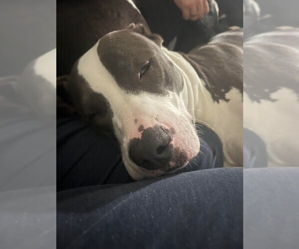 Medium Photo #7 American Pit Bull Terrier-Great Dane Mix Puppy For Sale in Bullard, TX, USA