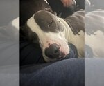 Small #6 American Pit Bull Terrier-Great Dane Mix