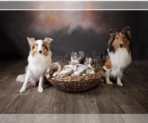 Shetland Sheepdog Litter for sale in LOGANVILLE, GA, USA