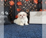 Small #1 Shih Tzu