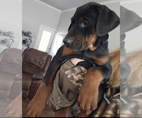Medium Photo #7 Doberman Pinscher Puppy For Sale in BEGGS, OK, USA