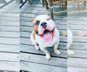 American Bulldog-Unknown Mix Dogs for adoption in Rockwall, TX, USA