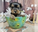 Small #22 Yorkshire Terrier