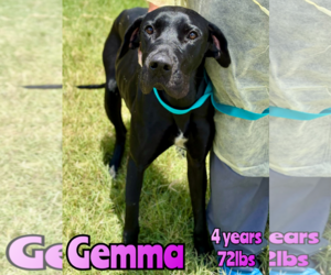 Great Dane-Unknown Mix Dogs for adoption in Woodbury, NY, USA