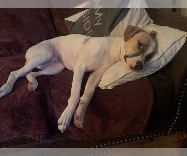 Medium Photo #42 Mutt Puppy For Sale in Spring, TX, USA