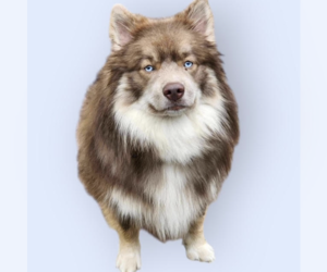 Huskies -Pomeranian Mix Dogs for adoption in Rockville, MD, USA
