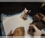 Puppy 5 French Bulldog
