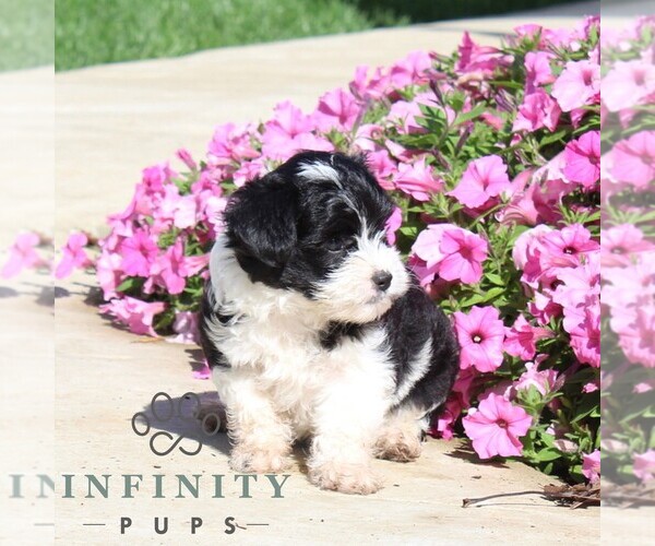 Medium Photo #2 Goldendoodle (Miniature) Puppy For Sale in OXFORD, PA, USA
