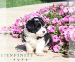 Billy - Male Goldendoodle (Miniature) Puppy for Sale - Photo #2