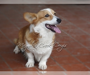Mother of the Pembroke Welsh Corgi puppies born on 02/15/2024