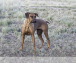 Small #9 Rhodesian Ridgeback
