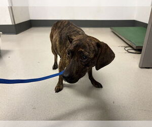 Chiweenie Dogs for adoption in Corona, CA, USA