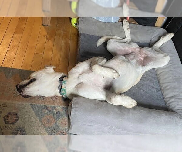 Medium Photo #29 Boxador Puppy For Sale in Princeton, MN, USA