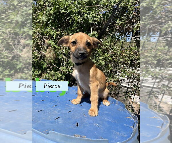 Medium Photo #2 ShiChi Puppy For Sale in Brewster, NY, USA
