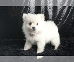 Small #3 Pomeranian