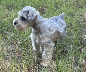 Schnauzer (Miniature) Puppy for sale in JEFFERSON, GA, USA