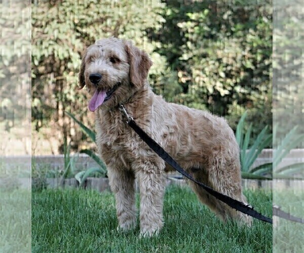 Medium Photo #1 Goldendoodle Puppy For Sale in SQUAW VALLEY, CA, USA