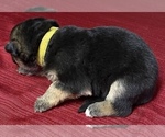 Small Photo #2 German Shepherd Dog Puppy For Sale in DELAVAN, IL, USA