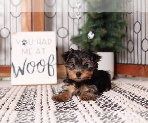 Yorkshire Terrier Puppy for sale in NAPLES, FL, USA